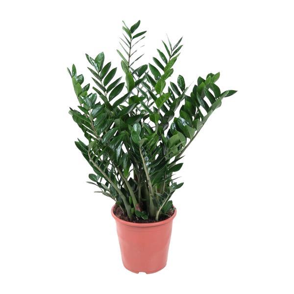Zamioculcas zamiifolia (ZZ plant) with glossy green leaves in a pink pot on a white background
