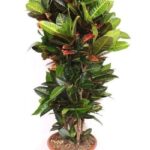 Tall potted croton with glossy green and burgundy leaves in a terracotta planter.