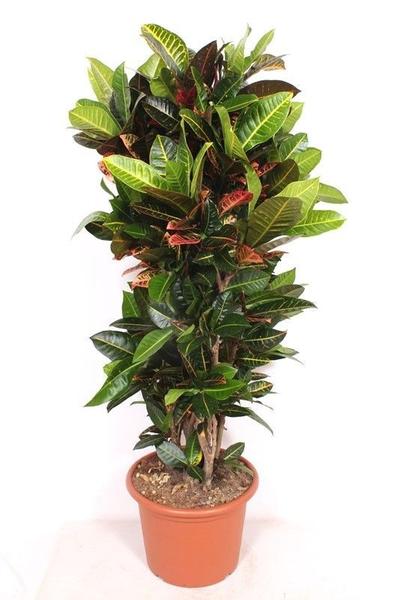 Tall potted croton with glossy green and burgundy leaves in a terracotta planter.