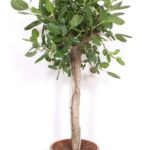 Potted indoor plant with a woody trunk and dense green oval leaves against a white background.