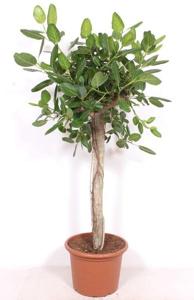 Potted indoor plant with a woody trunk and dense green oval leaves against a white background.