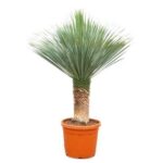 Potted yucca plant with a short trunk and a tuft of long, spiky green leaves in a terracotta pot