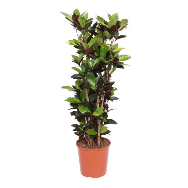 Tall indoor potted shrub with glossy green and burgundy leaves in an orange plastic pot.