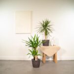 Minimalist interior scene with two potted plants on a wooden stool and the floor, near a canvas on a white wall.