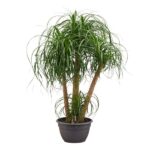 Potted ponytail palm with several tall, slender trunks and wispy, arching green leaves.