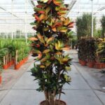 Croton plant in a terracotta pot on a greenhouse aisle, with multicolored variegated leaves.