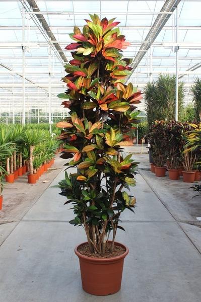 Croton plant in a terracotta pot on a greenhouse aisle, with multicolored variegated leaves.