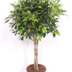 Bushy indoor plant with a braided trunk in a terracotta pot and bright green leaves (decorative houseplant)