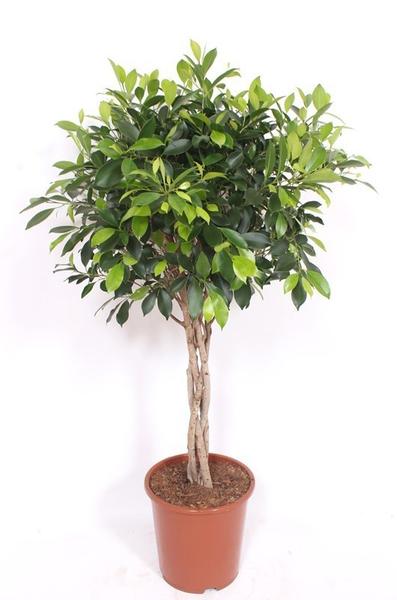 Bushy indoor plant with a braided trunk in a terracotta pot and bright green leaves (decorative houseplant)