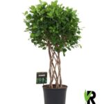 Braided-trunk indoor plant with dense green foliage in a black pot; care tag attached.