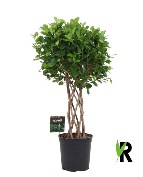 Braided-trunk indoor plant with dense green foliage in a black pot; care tag attached.