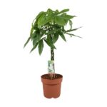 Potted money tree plant with braided trunk and broad green palmate leaves in a terracotta pot with a care tag attached.