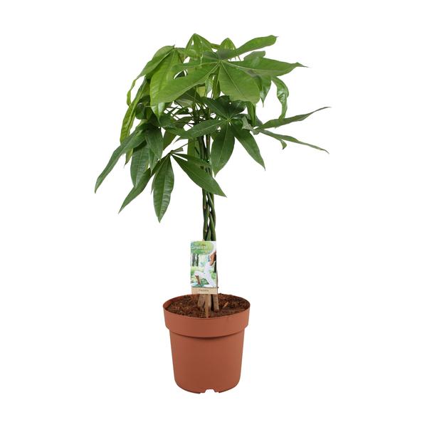 Potted money tree plant with braided trunk and broad green palmate leaves in a terracotta pot with a care tag attached.