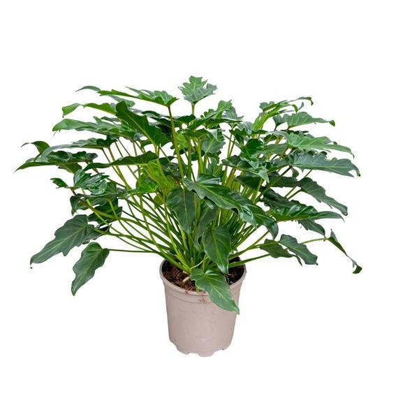 Potted green leafy plant with large lobed leaves in a beige planter against a white background (indoor houseplant).