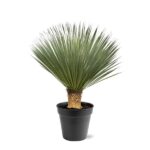 Potted yucca plant with sharp, green, sword-shaped leaves in a black pot.