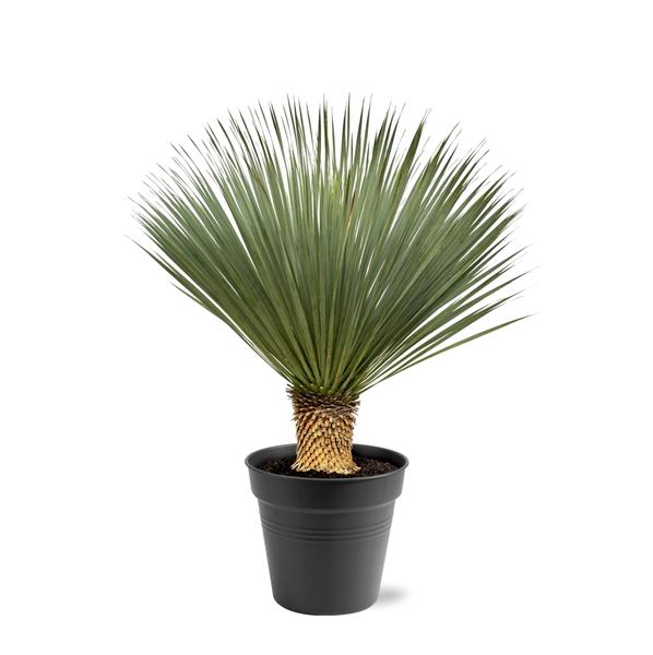 Potted yucca plant with sharp, green, sword-shaped leaves in a black pot.