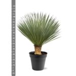 Yucca plant in a black pot with a vertical centimeter ruler on the left, indicating a height up to about 120 cm.