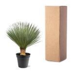 Yucca plant in a black pot next to a tall cardboard box, ready for shipment or delivery.