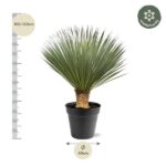 Potted fan palm with a tall, spiky green crown; height 100–120 cm and diameter 40 cm.