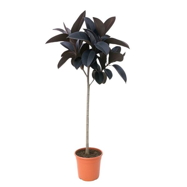 Young rubber plant (Ficus elastica) with dark burgundy leaves in a terracotta pot, indoors.