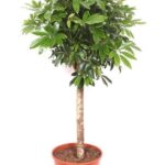 Potted indoor tree with a slender trunk and dense green oval leaves in an orange pot