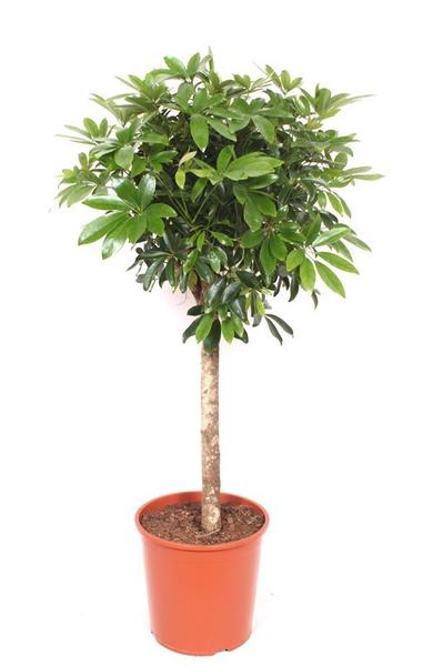 Potted indoor tree with a slender trunk and dense green oval leaves in an orange pot