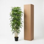 Tall potted indoor plant with slender trunks and lush green leaves beside a tall closed cardboard shipping box on a white background.