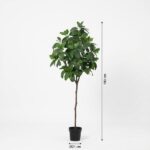 Tall potted indoor tree, about 190 cm high, with a slender trunk and dense green leaves in a black pot (21 cm diameter).