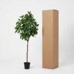 Potted green indoor tree next to a tall brown cardboard box on a white background.