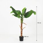 Banana plant in a black pot, tall and leafy, height 150 cm with a 20 cm pot diameter.