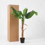 Banana plant in a black pot beside a tall cardboard shipping box against a white background.