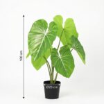 Tall houseplant with large green leaves in a black pot; arrows show 100 cm height and 23 cm pot diameter.