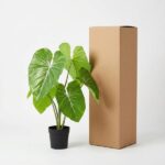 Green leafy potted plant beside a tall brown cardboard box on a white background, illustrating packaging or delivery.