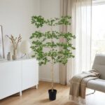 Tall indoor plant with green leafy branches in a black pot, placed in a bright living room near a white cabinet and sheer curtains.