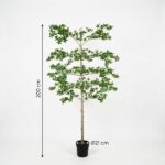 Tall potted tree with dense green foliage, about 200 cm in height, in a black pot (21 cm diameter).