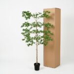 Tall potted tree with small green leaves beside a tall brown cardboard box on a white background.