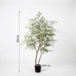 Tall indoor plant with two slender brown trunks and green feathery foliage in a black pot; about 180 cm tall (pot Ø23 cm).