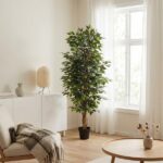 Tall leafy potted indoor tree in a bright living room by a window with sheer white curtains.
