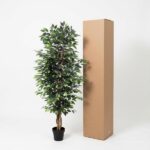 Tall potted indoor tree with green leaves beside a tall upright cardboard box on a white background.