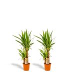 Two potted green leafy plants in orange pots on a white background, standing side by side.