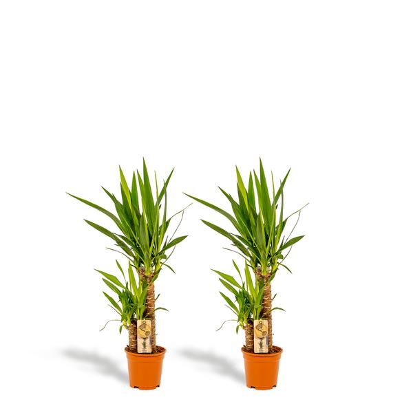 Two potted green leafy plants in orange pots on a white background, standing side by side.