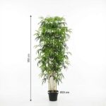 Tall potted ornamental plant with multiple slender trunks and dense green leaves, about 150 cm tall in a black pot (Ø 20 cm).