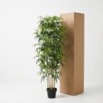 Tall potted indoor plant with slender bamboo-like stems and lush green leaves, standing beside a tall brown cardboard box in a white studio setting.