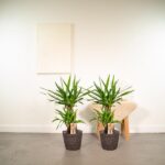 Two potted green houseplants with long straplike leaves in dark woven pots stand on a light concrete floor beside a small wooden table covered with a beige cloth; a glass sits on the table.