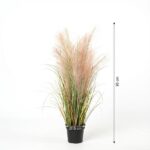 Tall pampas grass in a black pot, about 95 cm tall with a 15 cm pot diameter.