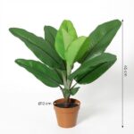 Indoor potted plant with large green leaves in a terracotta pot, about 45 cm tall.