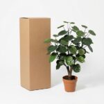 Cardboard shipping box standing upright beside a potted leafy houseplant on a white background.