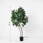 Indoor potted tree with multiple trunks, about 180 cm tall, in a black pot (diameter 23 cm).