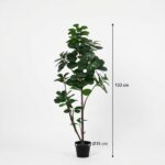 Tall potted indoor tree with dark green leaves, about 150 cm tall, 19 cm pot diameter.