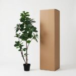 Tall cardboard box standing beside a large potted ficus plant in a bright studio setting.